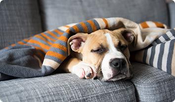 a dog lying on a couch